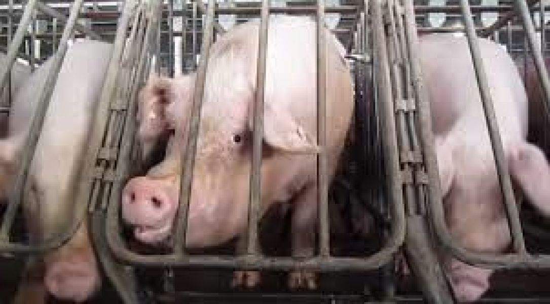 Laten we de campagne van de vleesindustrie ontmaskeren als hypocriet en wanhopig