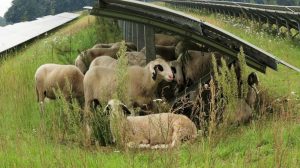 schapen zonnepanelen beschutting